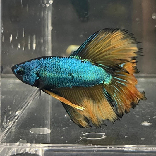 the-fish-farm Premium Male Betta Mustard Halfmoon Premium Male Betta - One Only - 10 Buy Mustard Halfmoon Male Bettas at The Fish Farm Australia
