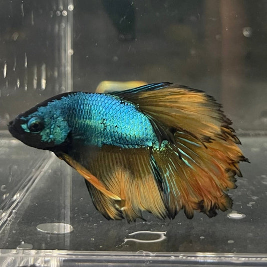 the-fish-farm Premium Male Betta Mustard Halfmoon Premium Male Betta - One Only - 10 Buy Mustard Halfmoon Male Bettas at The Fish Farm Australia