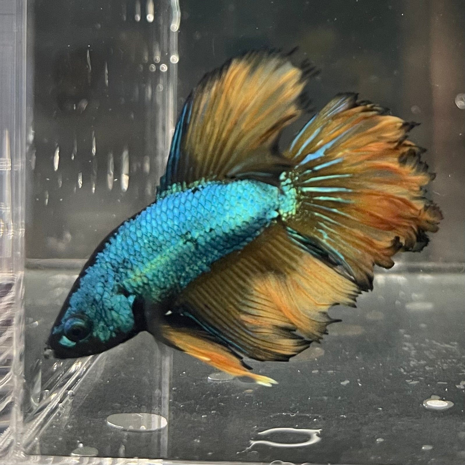 the-fish-farm Premium Male Betta Mustard Halfmoon Premium Male Betta - One Only - 10 Buy Mustard Halfmoon Male Bettas at The Fish Farm Australia