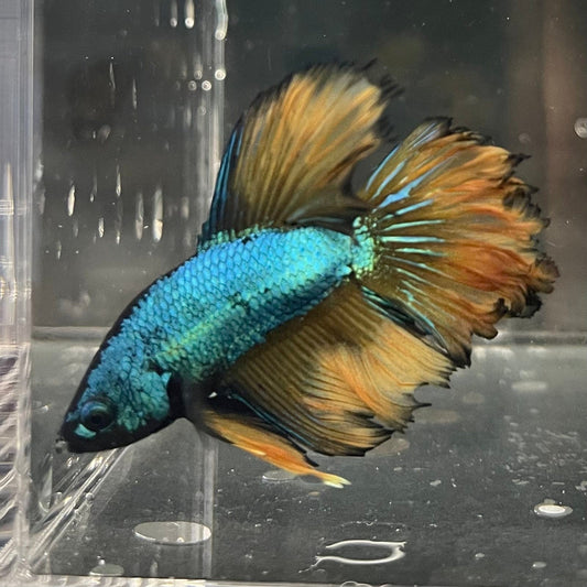the-fish-farm Premium Male Betta Mustard Halfmoon Premium Male Betta - One Only - 10 Buy Mustard Halfmoon Male Bettas at The Fish Farm Australia