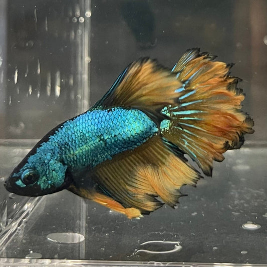 the-fish-farm Premium Male Betta Mustard Halfmoon Premium Male Betta - One Only - 10 Buy Mustard Halfmoon Male Bettas at The Fish Farm Australia