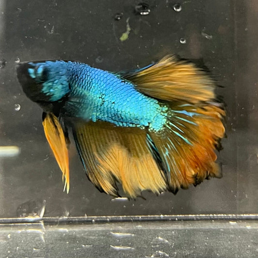 the-fish-farm Premium Male Betta Mustard Halfmoon Premium Male Betta - One Only - 10 Buy Mustard Halfmoon Male Bettas at The Fish Farm Australia