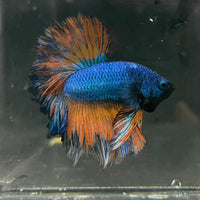 the-fish-farm Premium Male Betta Mustard Halfmoon Premium Male Betta - One Only - 11 Buy Mustard Halfmoon Male Bettas at The Fish Farm Australia
