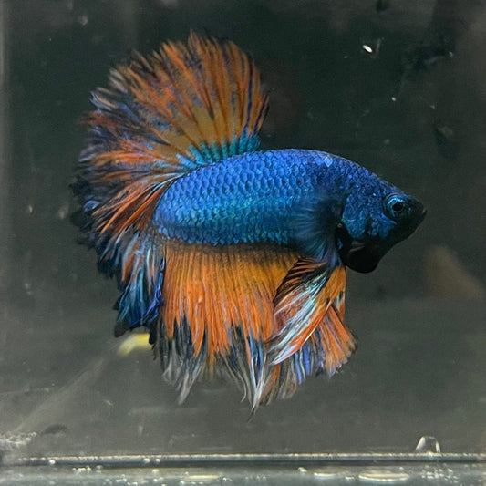 the-fish-farm Premium Male Betta Mustard Halfmoon Premium Male Betta - One Only - 11 Buy Mustard Halfmoon Male Bettas at The Fish Farm Australia