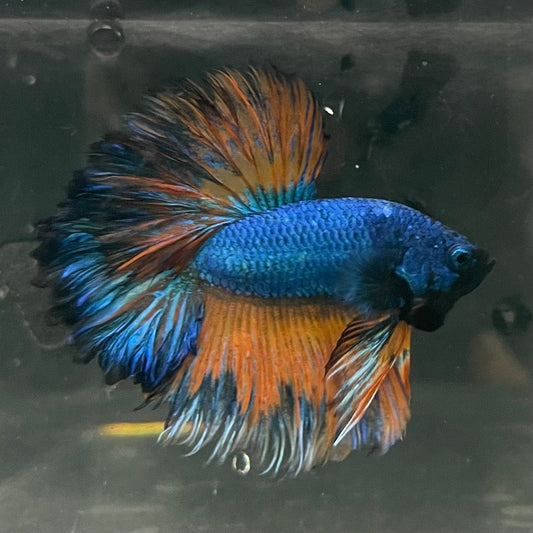 the-fish-farm Premium Male Betta Mustard Halfmoon Premium Male Betta - One Only - 11 Buy Mustard Halfmoon Male Bettas at The Fish Farm Australia