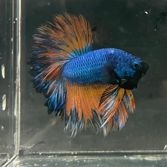 the-fish-farm Premium Male Betta Mustard Halfmoon Premium Male Betta - One Only - 11 Buy Mustard Halfmoon Male Bettas at The Fish Farm Australia
