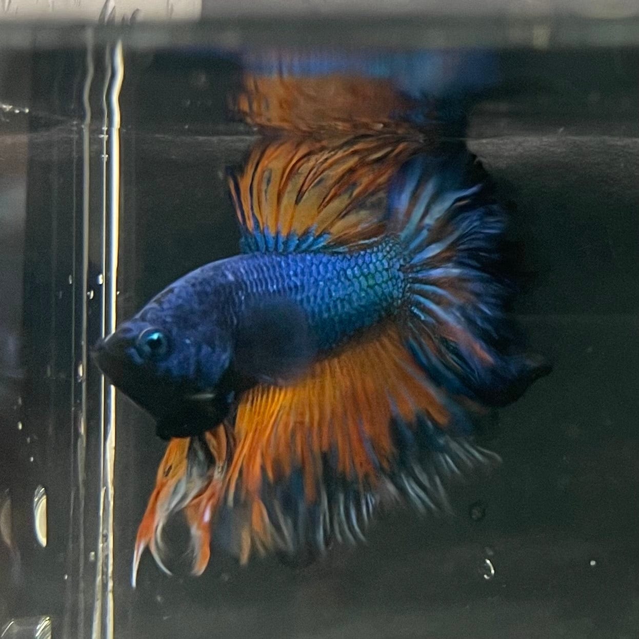 the-fish-farm Premium Male Betta Mustard Halfmoon Premium Male Betta - One Only - 11 Buy Mustard Halfmoon Male Bettas at The Fish Farm Australia