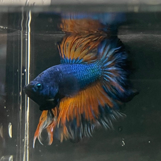 the-fish-farm Premium Male Betta Mustard Halfmoon Premium Male Betta - One Only - 11 Buy Mustard Halfmoon Male Bettas at The Fish Farm Australia