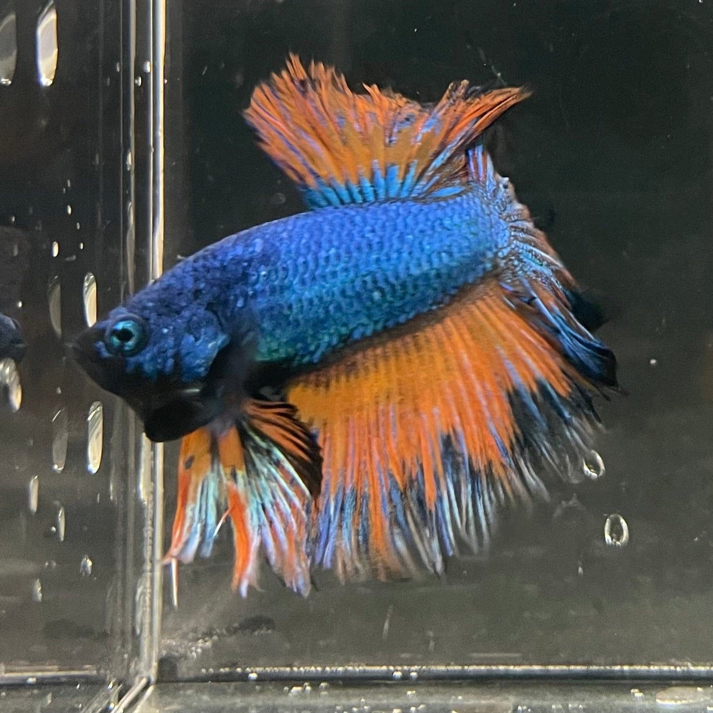the-fish-farm Premium Male Betta Mustard Halfmoon Premium Male Betta - One Only - 11 Buy Mustard Halfmoon Male Bettas at The Fish Farm Australia