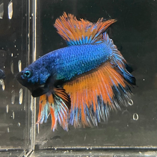 the-fish-farm Premium Male Betta Mustard Halfmoon Premium Male Betta - One Only - 11 Buy Mustard Halfmoon Male Bettas at The Fish Farm Australia