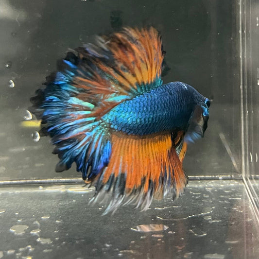 the-fish-farm Premium Male Betta Mustard Halfmoon Premium Male Betta - One Only - 11 Buy Mustard Halfmoon Male Bettas at The Fish Farm Australia