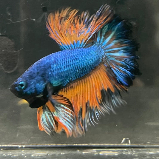 the-fish-farm Premium Male Betta Mustard Halfmoon Premium Male Betta - One Only - 11 Buy Mustard Halfmoon Male Bettas at The Fish Farm Australia
