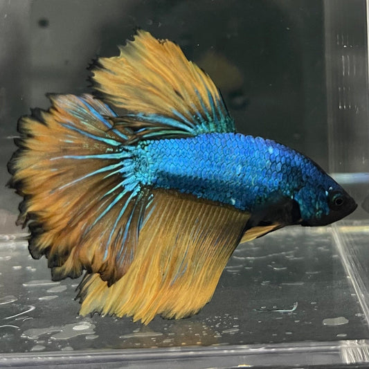 the-fish-farm Premium Male Betta Mustard Halfmoon Premium Male Betta - One Only - 12 Buy Mustard Halfmoon Male Bettas at The Fish Farm Australia