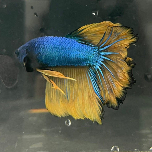 the-fish-farm Premium Male Betta Mustard Halfmoon Premium Male Betta - One Only - 12 Buy Mustard Halfmoon Male Bettas at The Fish Farm Australia