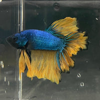 the-fish-farm Premium Male Betta Mustard Halfmoon Premium Male Betta - One Only - 12 Buy Mustard Halfmoon Male Bettas at The Fish Farm Australia