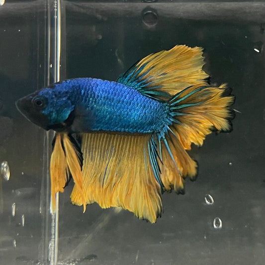 the-fish-farm Premium Male Betta Mustard Halfmoon Premium Male Betta - One Only - 12 Buy Mustard Halfmoon Male Bettas at The Fish Farm Australia