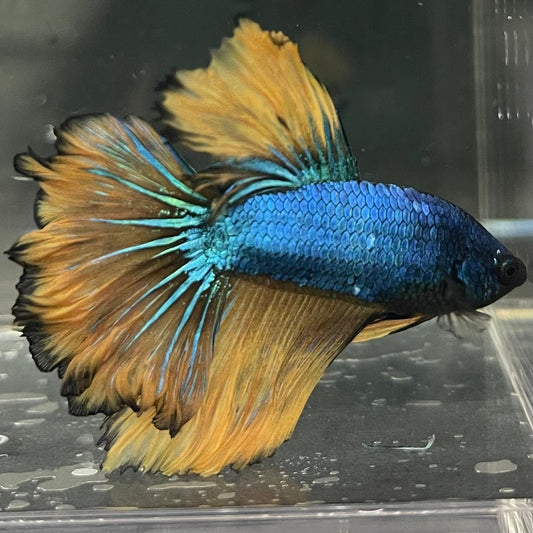 the-fish-farm Premium Male Betta Mustard Halfmoon Premium Male Betta - One Only - 12 Buy Mustard Halfmoon Male Bettas at The Fish Farm Australia