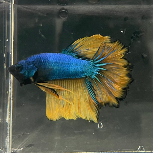 the-fish-farm Premium Male Betta Mustard Halfmoon Premium Male Betta - One Only - 12 Buy Mustard Halfmoon Male Bettas at The Fish Farm Australia