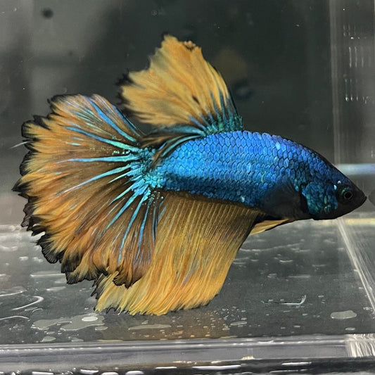 the-fish-farm Premium Male Betta Mustard Halfmoon Premium Male Betta - One Only - 12 Buy Mustard Halfmoon Male Bettas at The Fish Farm Australia