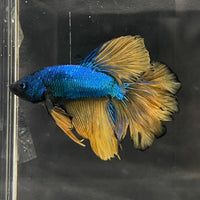 the-fish-farm Premium Male Betta Mustard Halfmoon Premium Male Betta - One Only - 13 Buy Mustard Halfmoon Male Bettas at The Fish Farm Australia