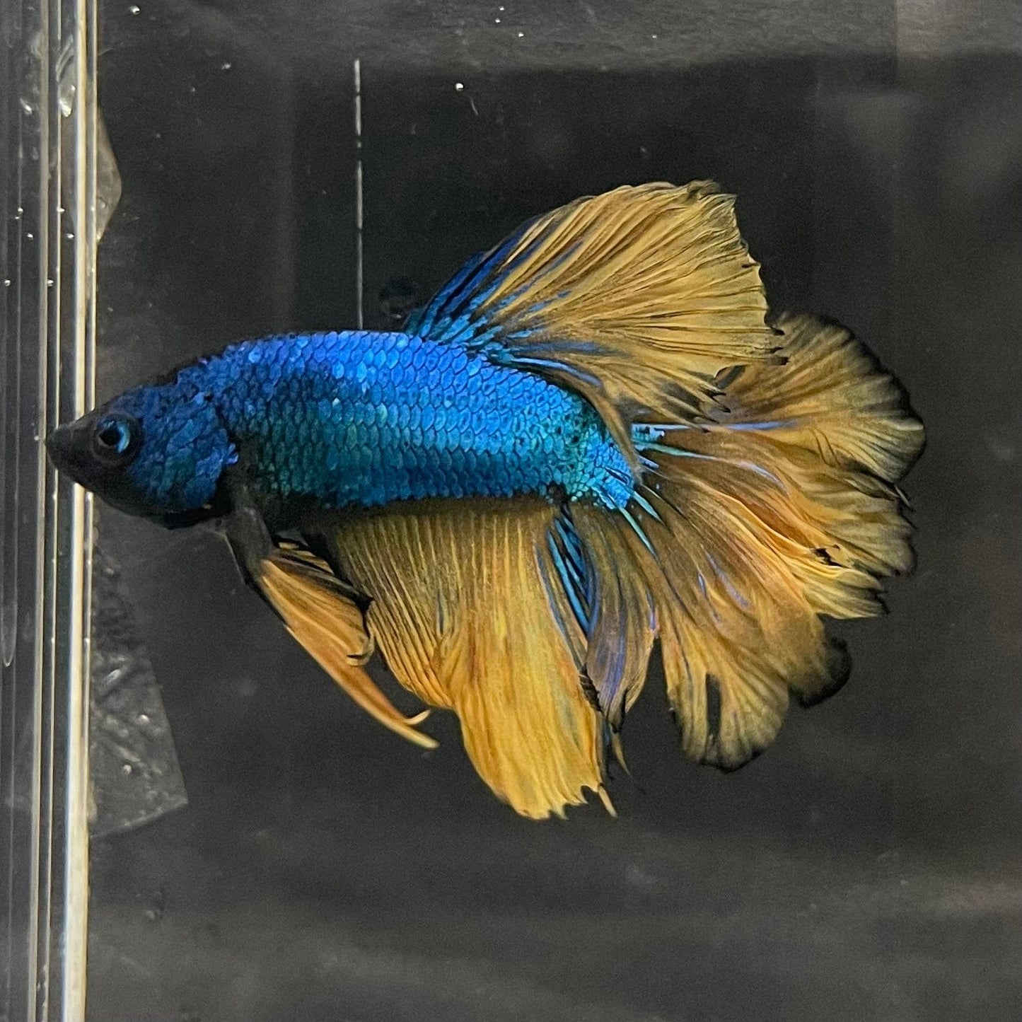the-fish-farm Premium Male Betta Mustard Halfmoon Premium Male Betta - One Only - 13 Buy Mustard Halfmoon Male Bettas at The Fish Farm Australia