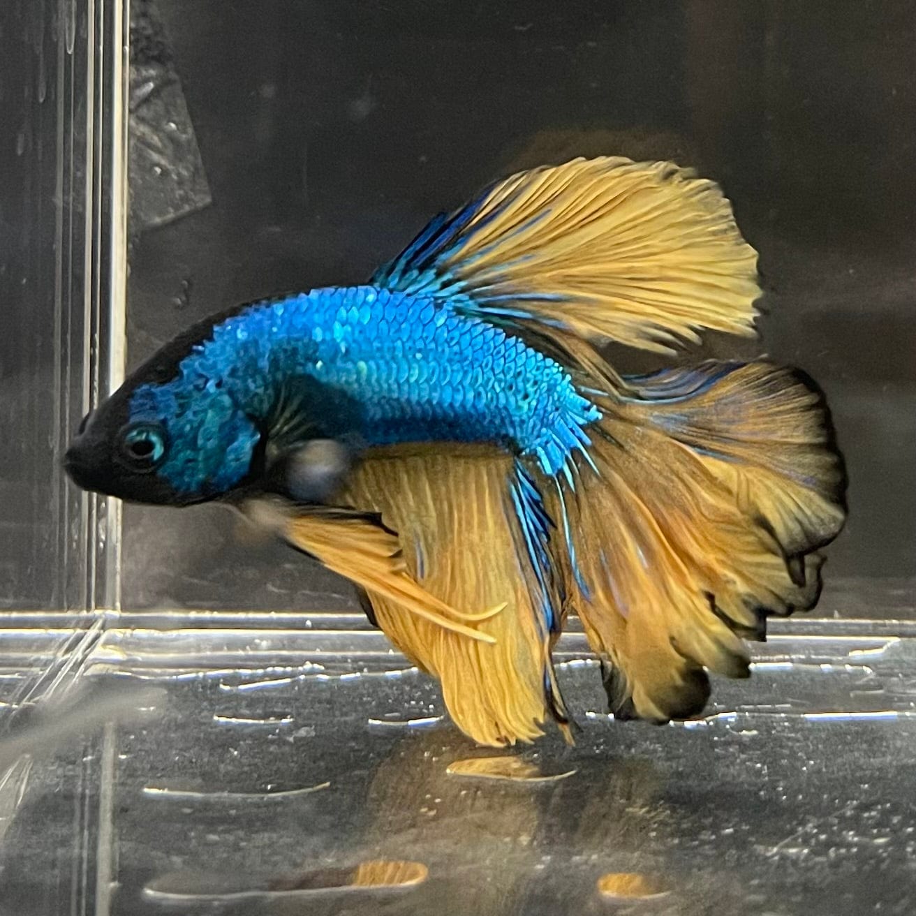 the-fish-farm Premium Male Betta Mustard Halfmoon Premium Male Betta - One Only - 13 Buy Mustard Halfmoon Male Bettas at The Fish Farm Australia
