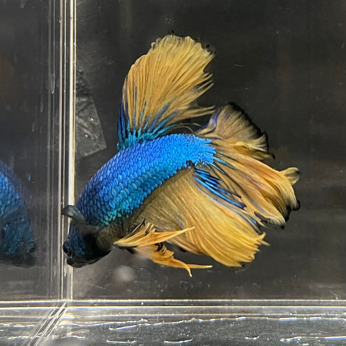 the-fish-farm Premium Male Betta Mustard Halfmoon Premium Male Betta - One Only - 13 Buy Mustard Halfmoon Male Bettas at The Fish Farm Australia