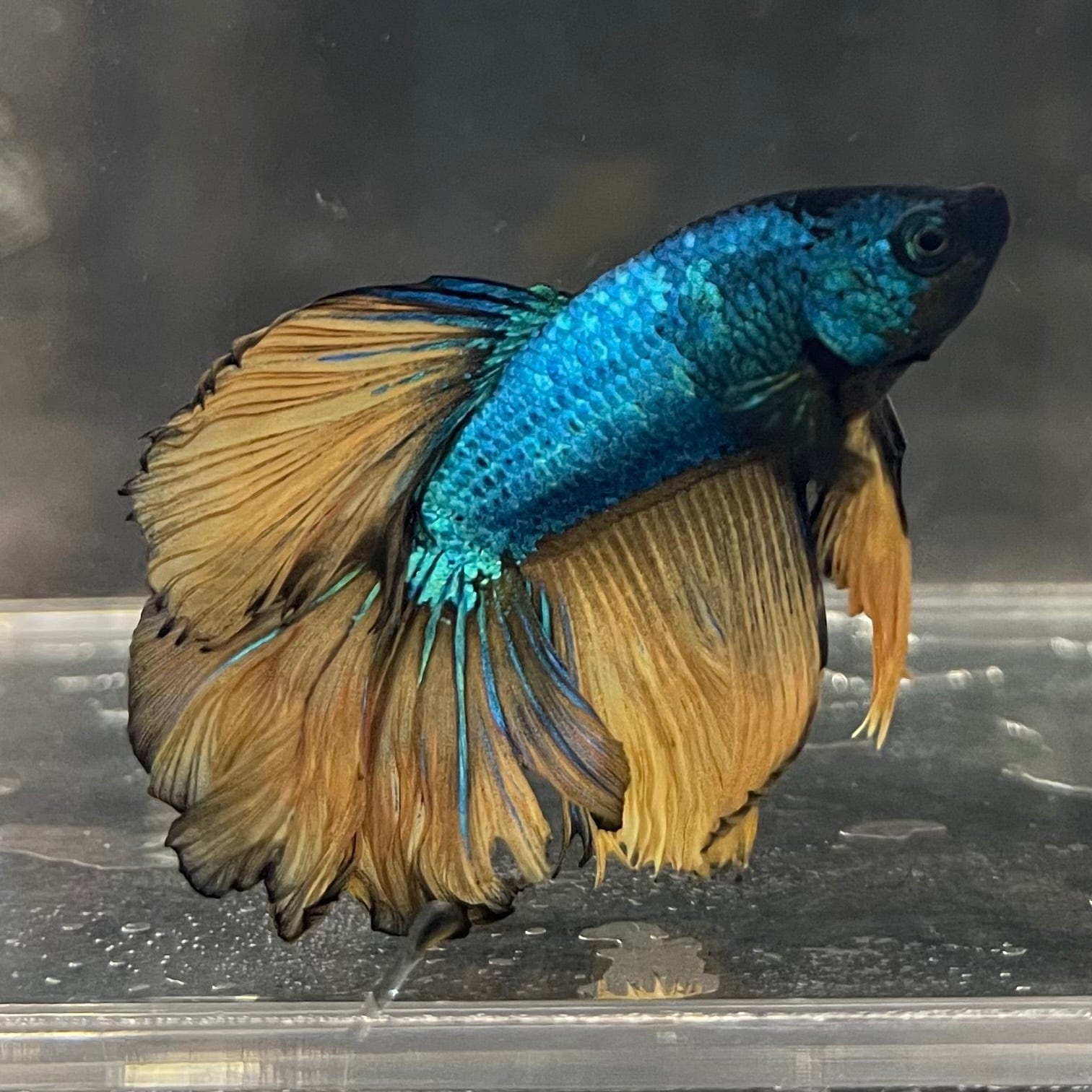 the-fish-farm Premium Male Betta Mustard Halfmoon Premium Male Betta - One Only - 13 Buy Mustard Halfmoon Male Bettas at The Fish Farm Australia