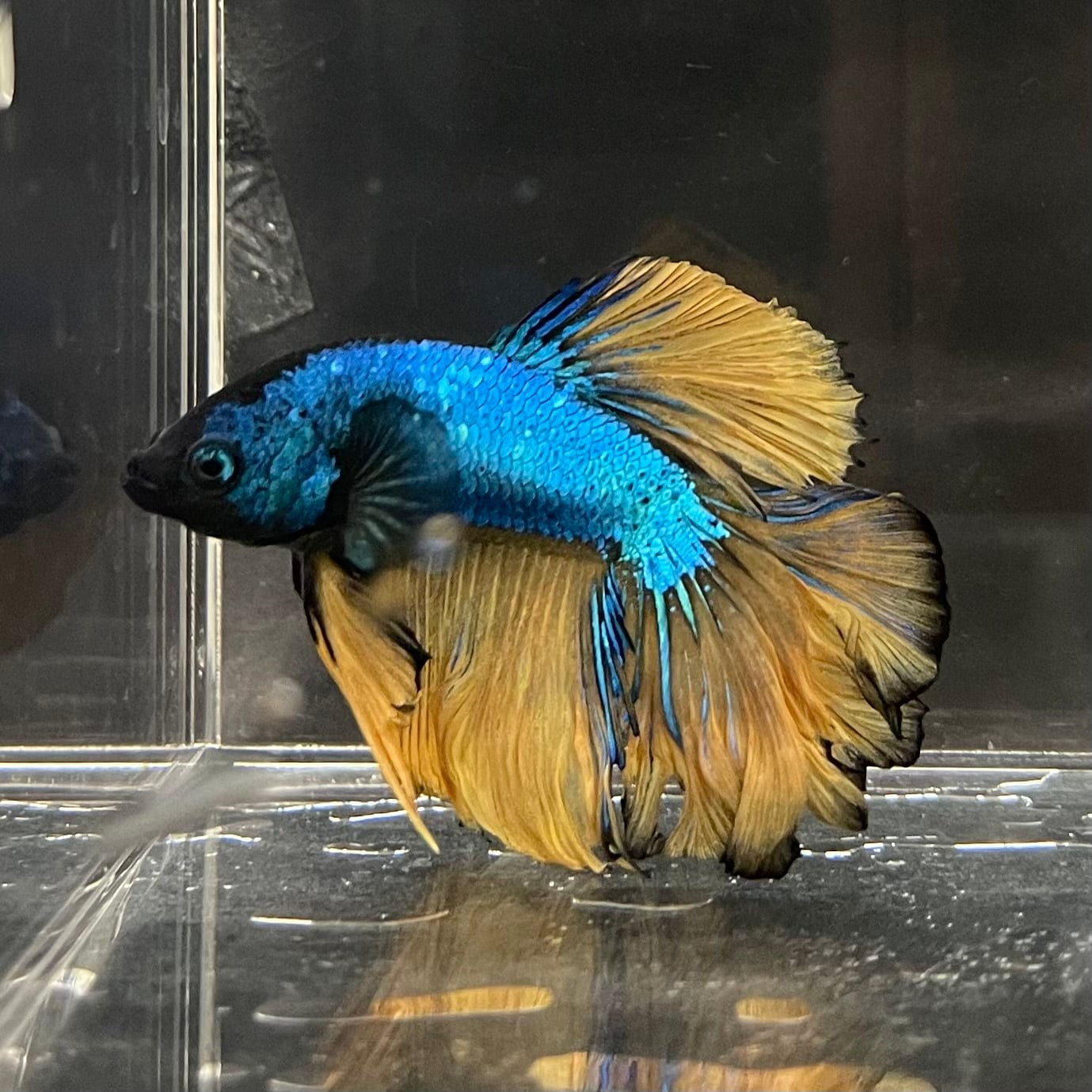 the-fish-farm Premium Male Betta Mustard Halfmoon Premium Male Betta - One Only - 13 Buy Mustard Halfmoon Male Bettas at The Fish Farm Australia
