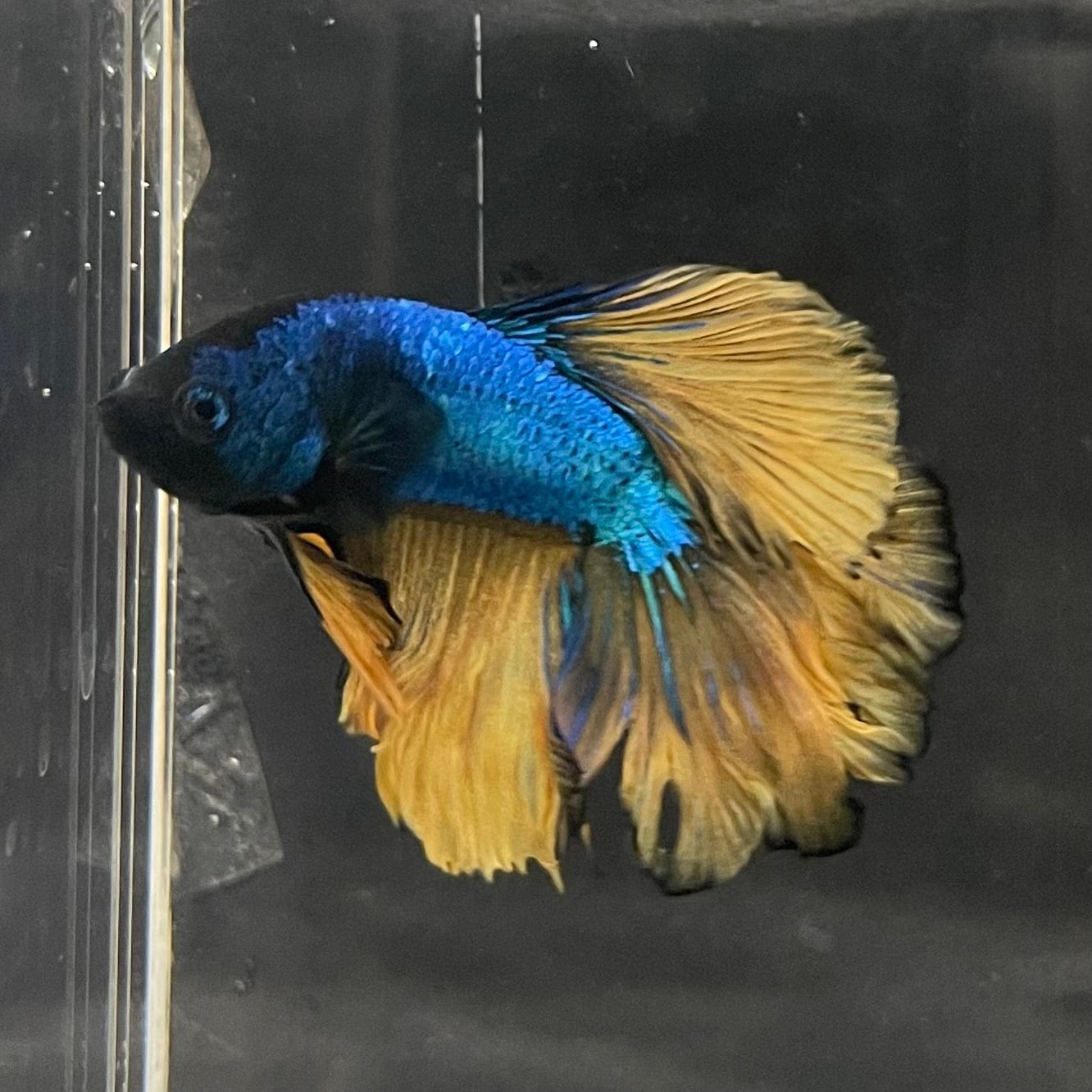 the-fish-farm Premium Male Betta Mustard Halfmoon Premium Male Betta - One Only - 13 Buy Mustard Halfmoon Male Bettas at The Fish Farm Australia