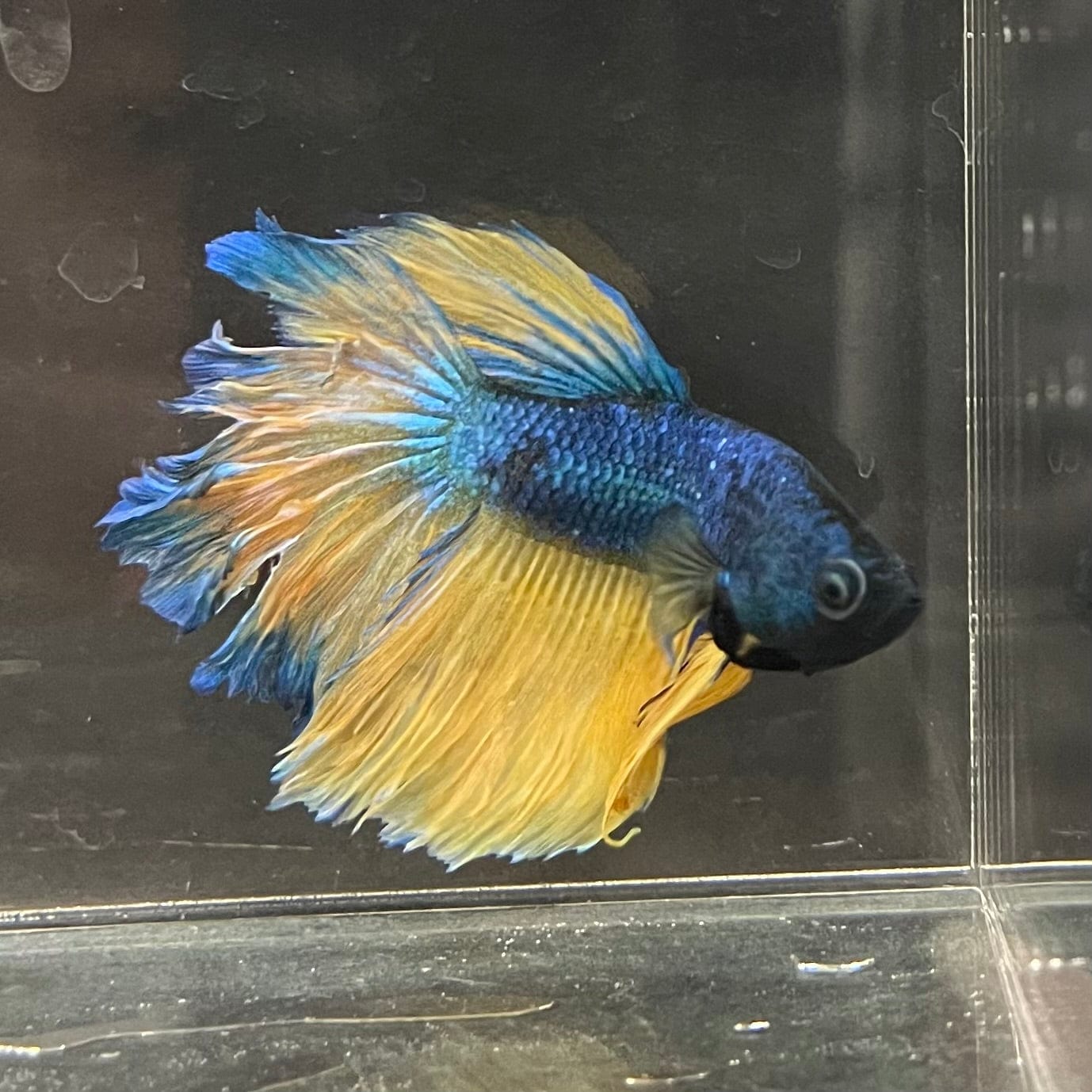 the-fish-farm Premium Male Betta Mustard Halfmoon Premium Male Betta - One Only - 14 Buy Mustard Halfmoon Male Bettas at The Fish Farm Australia
