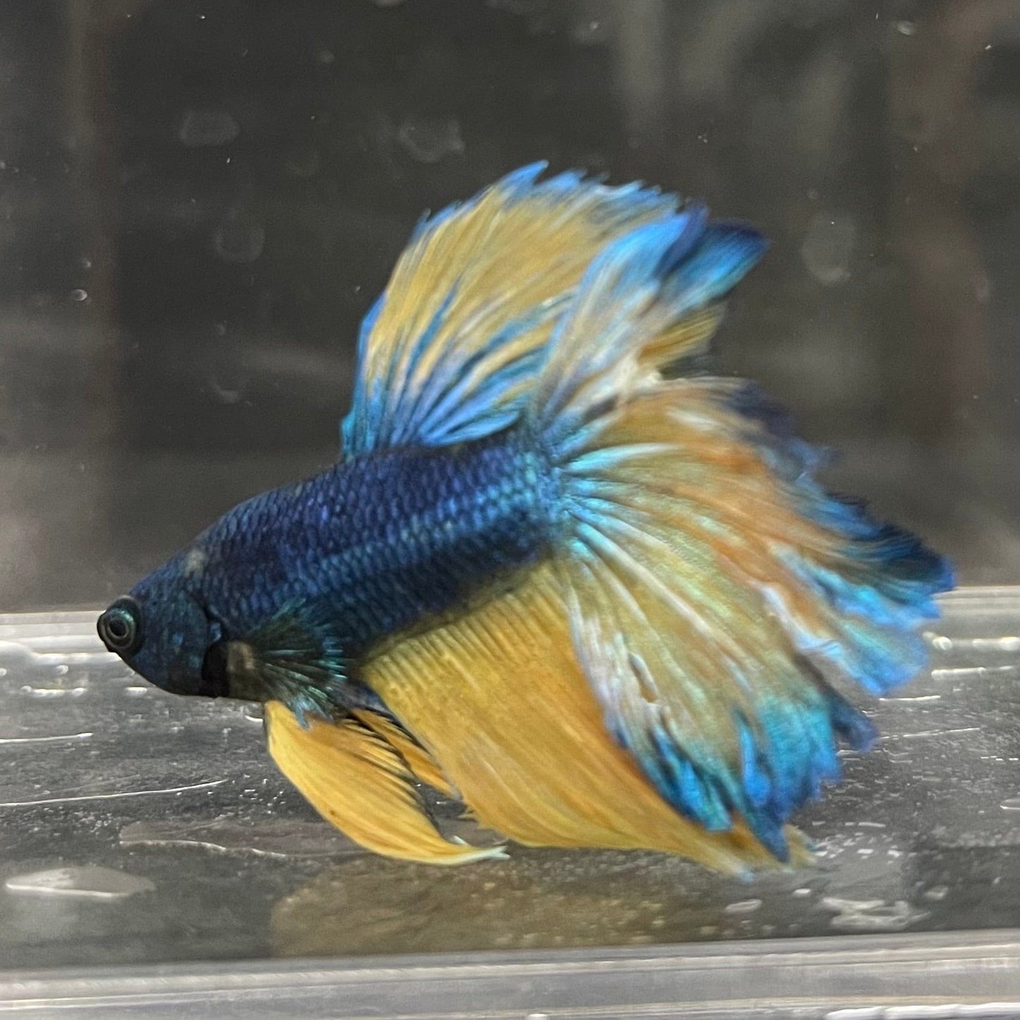 the-fish-farm Premium Male Betta Mustard Halfmoon Premium Male Betta - One Only - 14 Buy Mustard Halfmoon Male Bettas at The Fish Farm Australia