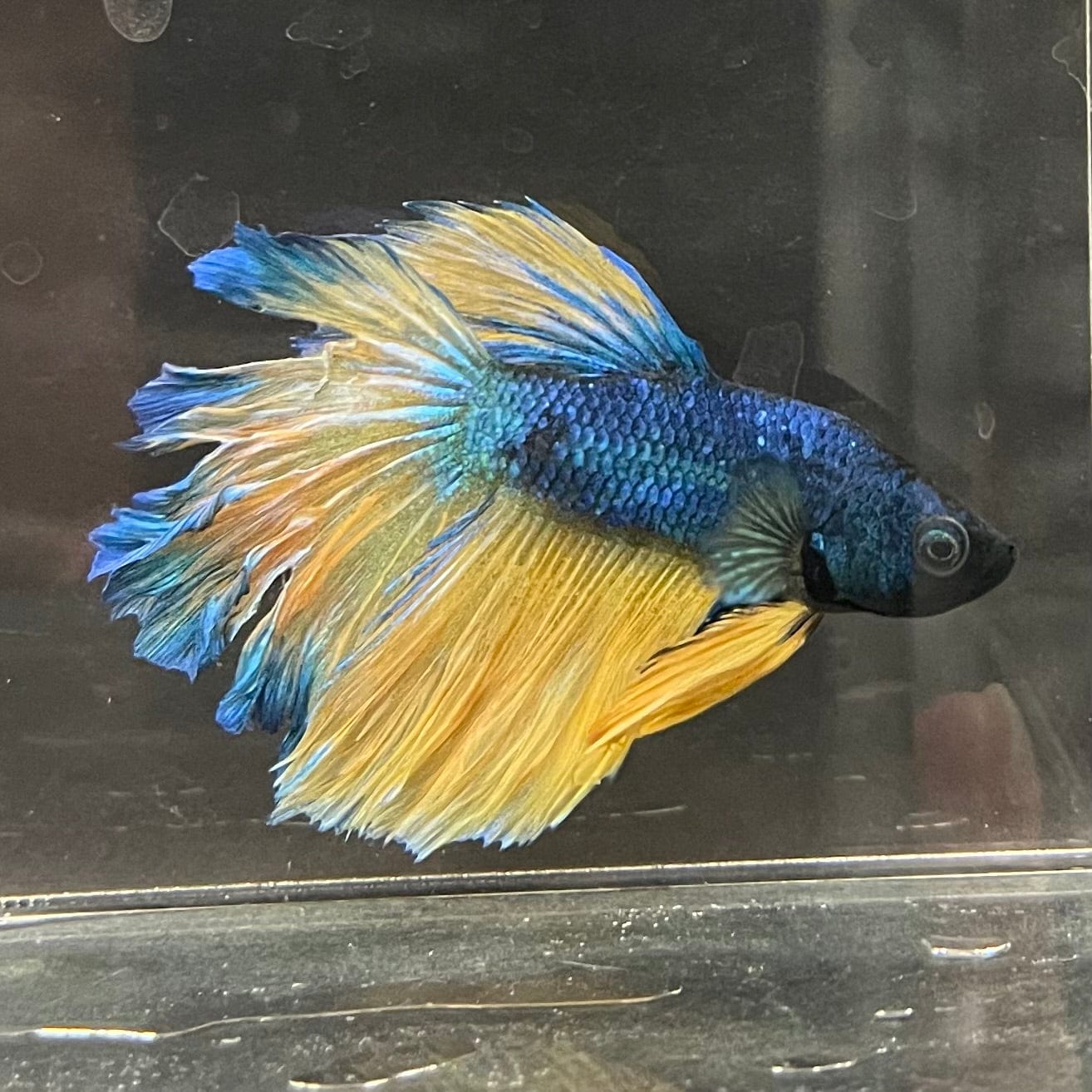 the-fish-farm Premium Male Betta Mustard Halfmoon Premium Male Betta - One Only - 14 Buy Mustard Halfmoon Male Bettas at The Fish Farm Australia