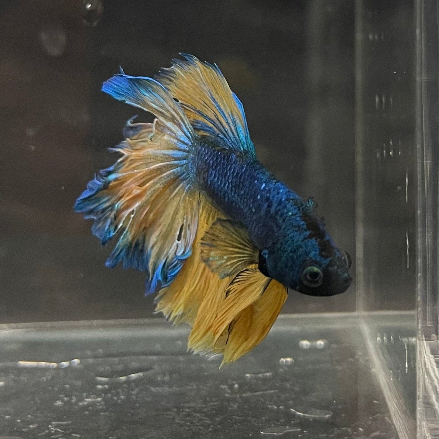 the-fish-farm Premium Male Betta Mustard Halfmoon Premium Male Betta - One Only - 14 Buy Mustard Halfmoon Male Bettas at The Fish Farm Australia