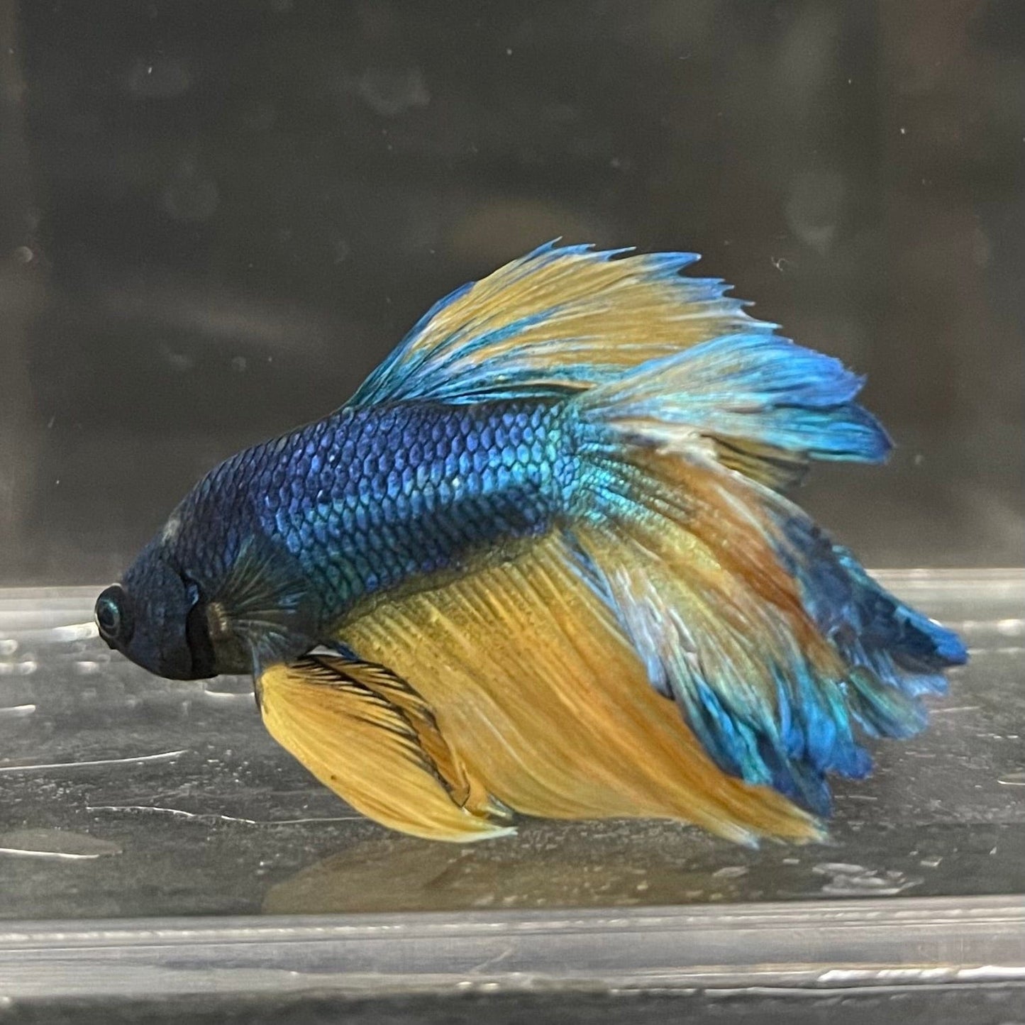 the-fish-farm Premium Male Betta Mustard Halfmoon Premium Male Betta - One Only - 14 Buy Mustard Halfmoon Male Bettas at The Fish Farm Australia