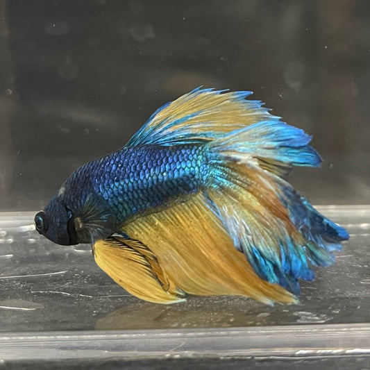the-fish-farm Premium Male Betta Mustard Halfmoon Premium Male Betta - One Only - 14 Buy Mustard Halfmoon Male Bettas at The Fish Farm Australia