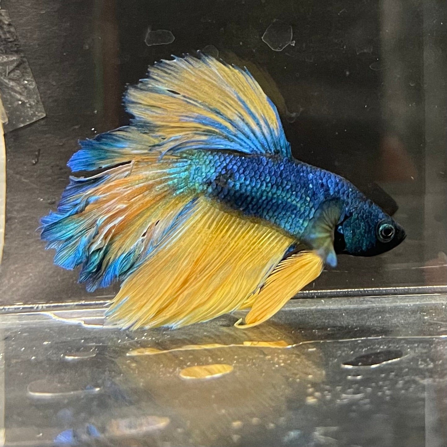 the-fish-farm Premium Male Betta Mustard Halfmoon Premium Male Betta - One Only - 14 Buy Mustard Halfmoon Male Bettas at The Fish Farm Australia