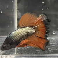 the-fish-farm Premium Male Betta Mustard Halfmoon Premium Male Betta - One Only - 15 Buy Mustard Halfmoon Male Bettas at The Fish Farm Australia