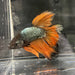 the-fish-farm Premium Male Betta Mustard Halfmoon Premium Male Betta - One Only - 15 Buy Mustard Halfmoon Male Bettas at The Fish Farm Australia