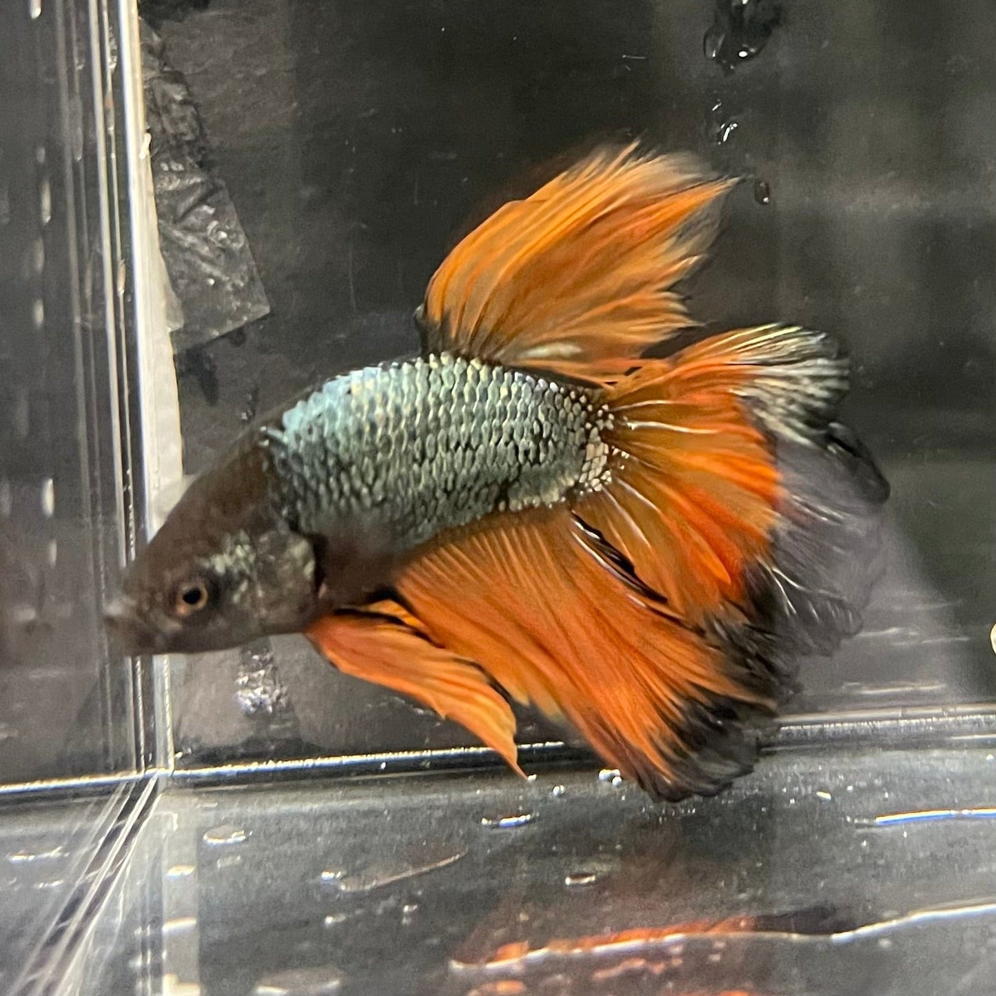 the-fish-farm Premium Male Betta Mustard Halfmoon Premium Male Betta - One Only - 15 Buy Mustard Halfmoon Male Bettas at The Fish Farm Australia