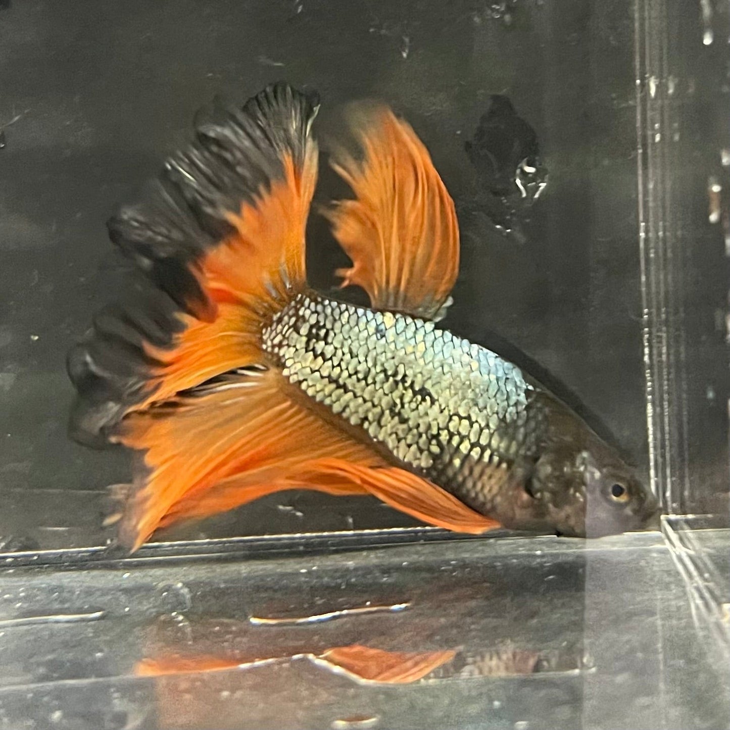 the-fish-farm Premium Male Betta Mustard Halfmoon Premium Male Betta - One Only - 15 Buy Mustard Halfmoon Male Bettas at The Fish Farm Australia