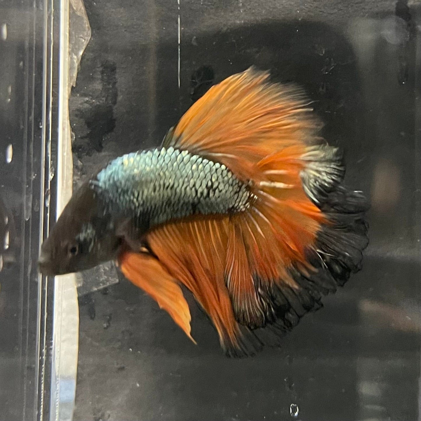 the-fish-farm Premium Male Betta Mustard Halfmoon Premium Male Betta - One Only - 15 Buy Mustard Halfmoon Male Bettas at The Fish Farm Australia