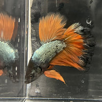 the-fish-farm Premium Male Betta Mustard Halfmoon Premium Male Betta - One Only - 15 Buy Mustard Halfmoon Male Bettas at The Fish Farm Australia