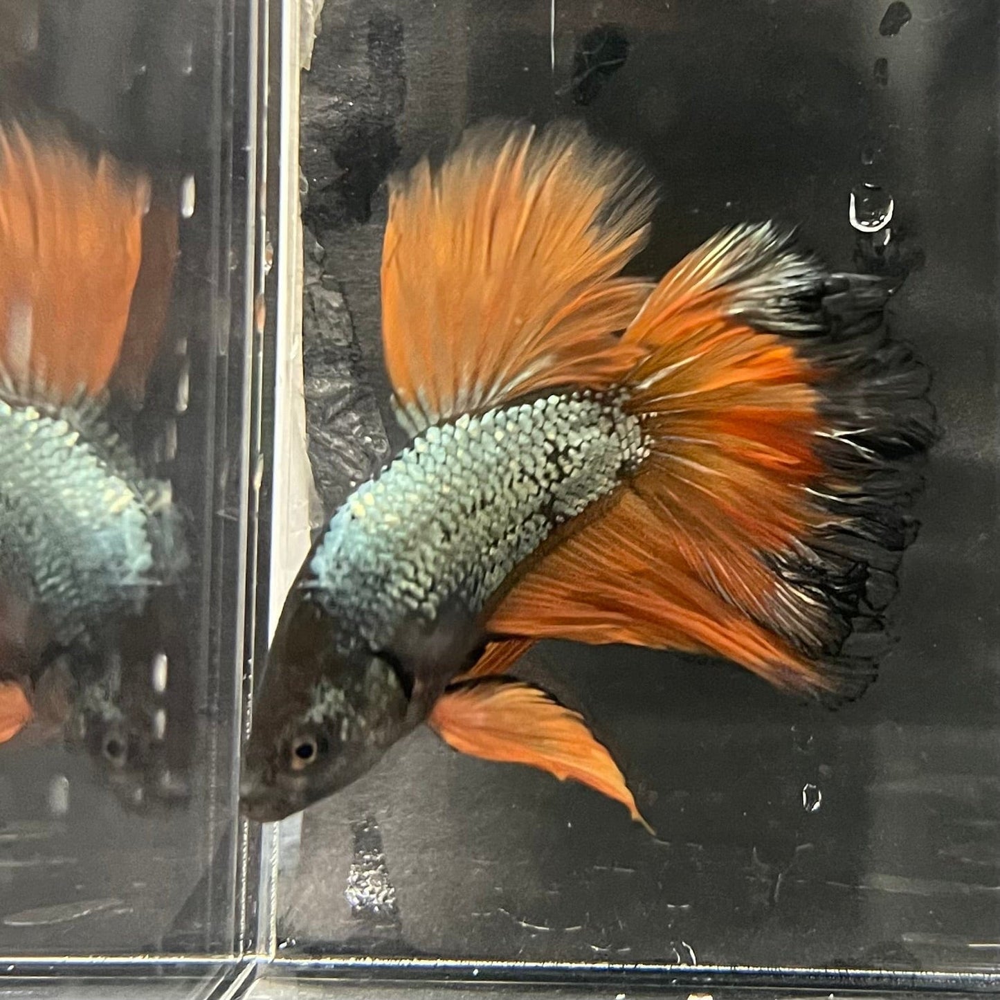 the-fish-farm Premium Male Betta Mustard Halfmoon Premium Male Betta - One Only - 15 Buy Mustard Halfmoon Male Bettas at The Fish Farm Australia