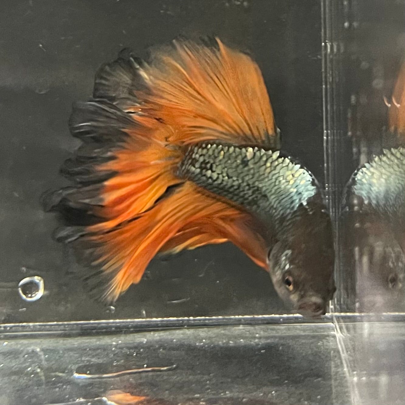 the-fish-farm Premium Male Betta Mustard Halfmoon Premium Male Betta - One Only - 15 Buy Mustard Halfmoon Male Bettas at The Fish Farm Australia