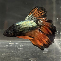 the-fish-farm Premium Male Betta Mustard Halfmoon Premium Male Betta - One Only - 16 Buy Mustard Halfmoon Male Bettas at The Fish Farm Australia