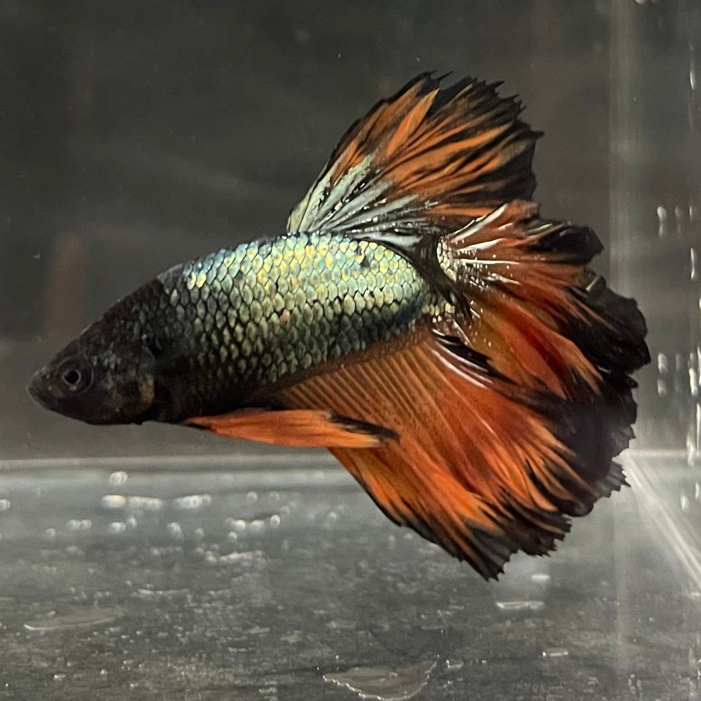 the-fish-farm Premium Male Betta Mustard Halfmoon Premium Male Betta - One Only - 16 Buy Mustard Halfmoon Male Bettas at The Fish Farm Australia