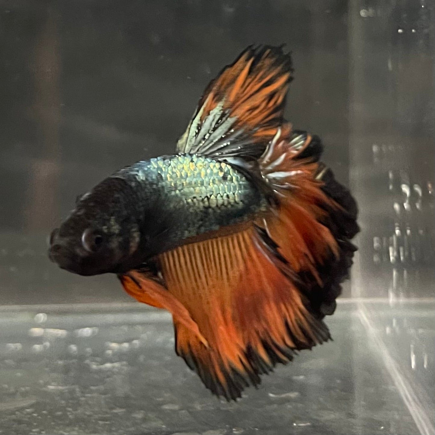 the-fish-farm Premium Male Betta Mustard Halfmoon Premium Male Betta - One Only - 16 Buy Mustard Halfmoon Male Bettas at The Fish Farm Australia