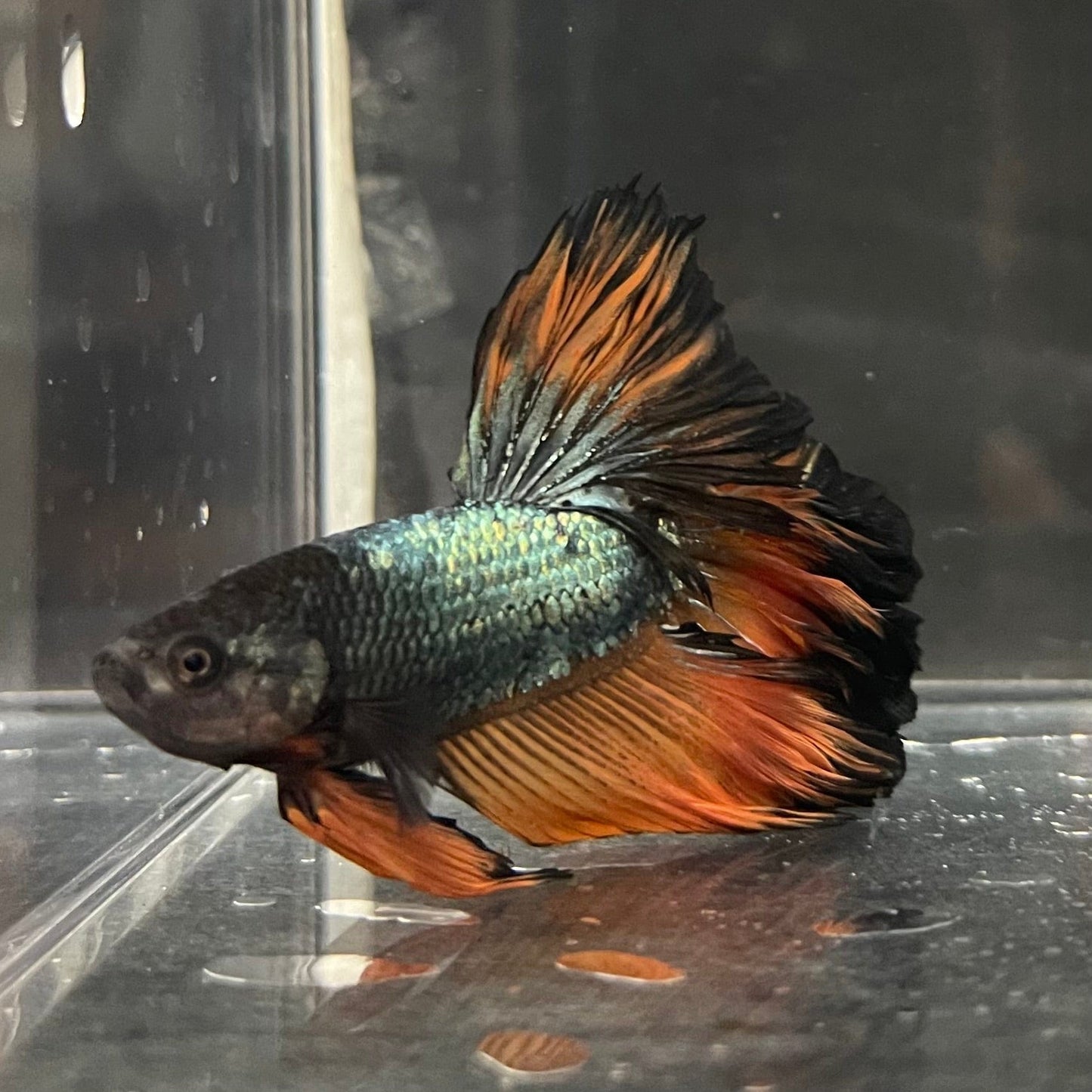 the-fish-farm Premium Male Betta Mustard Halfmoon Premium Male Betta - One Only - 16 Buy Mustard Halfmoon Male Bettas at The Fish Farm Australia