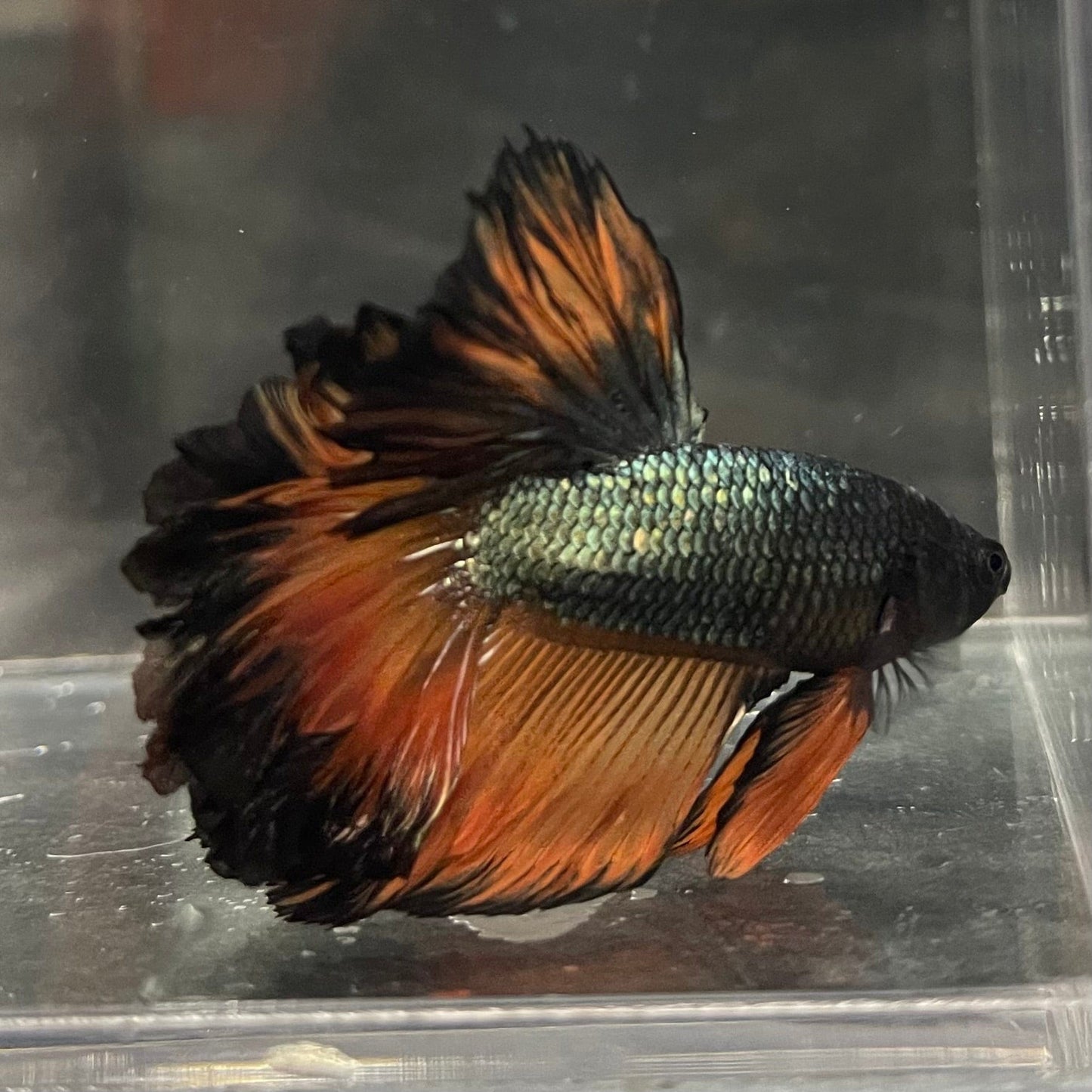 the-fish-farm Premium Male Betta Mustard Halfmoon Premium Male Betta - One Only - 16 Buy Mustard Halfmoon Male Bettas at The Fish Farm Australia